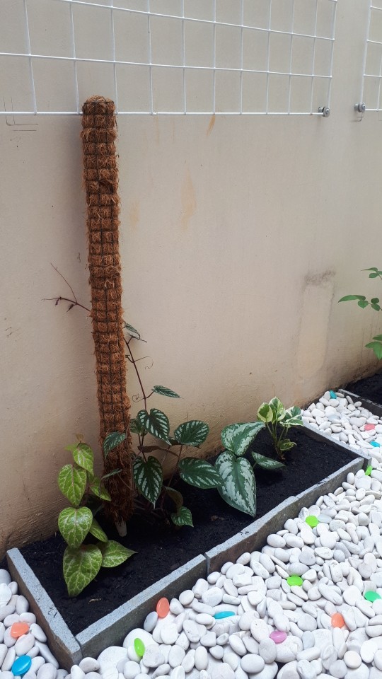Tanaman Hias Gantung Sirih Gading Silver/tanaman Srigading Silver