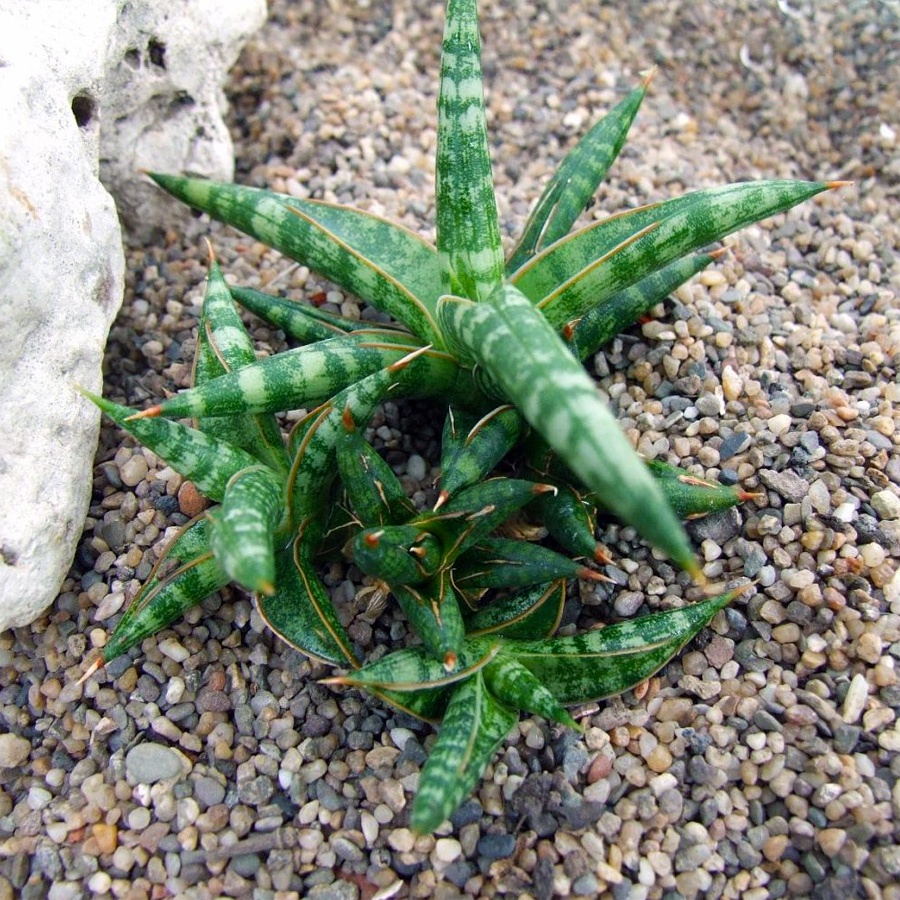 Bonsai Lidah Mertua Tanduk Sansevieria Ballyi Sansivera Patens Paten Ed Eby Jumbo 001