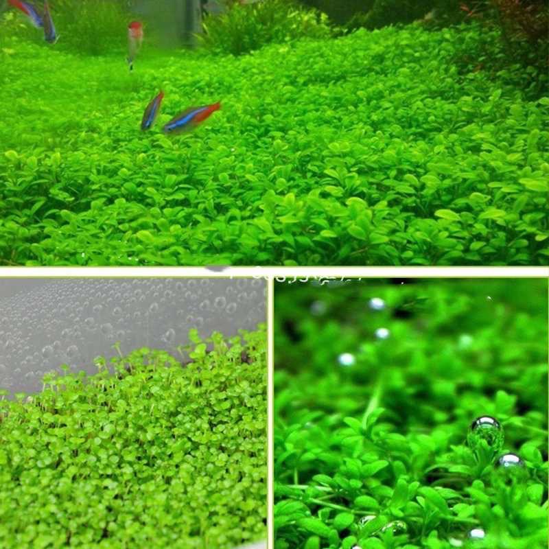 Bibit Rumput Air Dekorasi Aquarium Landscape Ornament - H0027