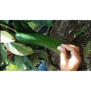 Entres Alpukat Import SAB 034 Original