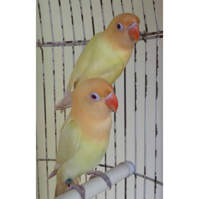 Burung Lovebird | Lakbet Sepasang | PB Creamino  Mata Merah Paud Sepasang