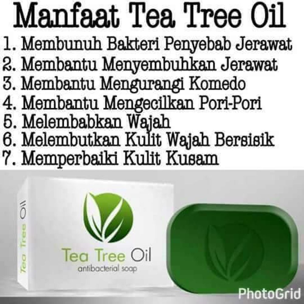 Tea Tree Oil Indonesia