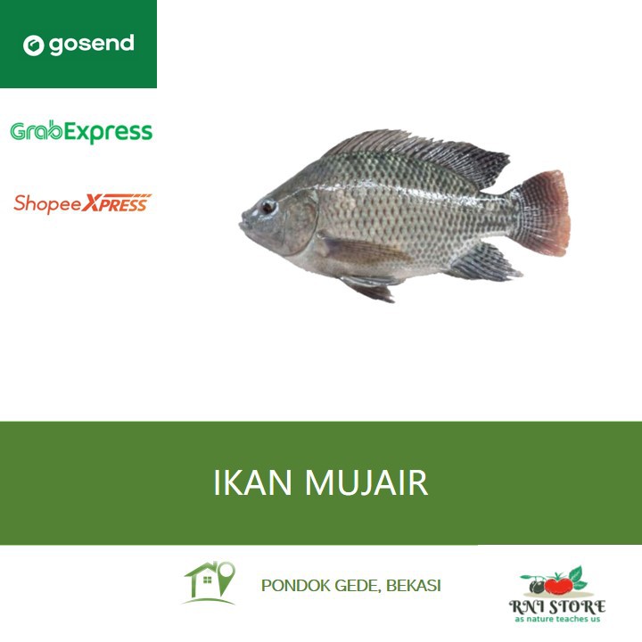 

Ikan Air Tawar - Ikan Nila Segar 500 gram