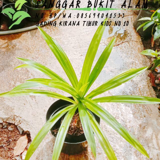 Tanaman pandan wangi / daun pandan wangi