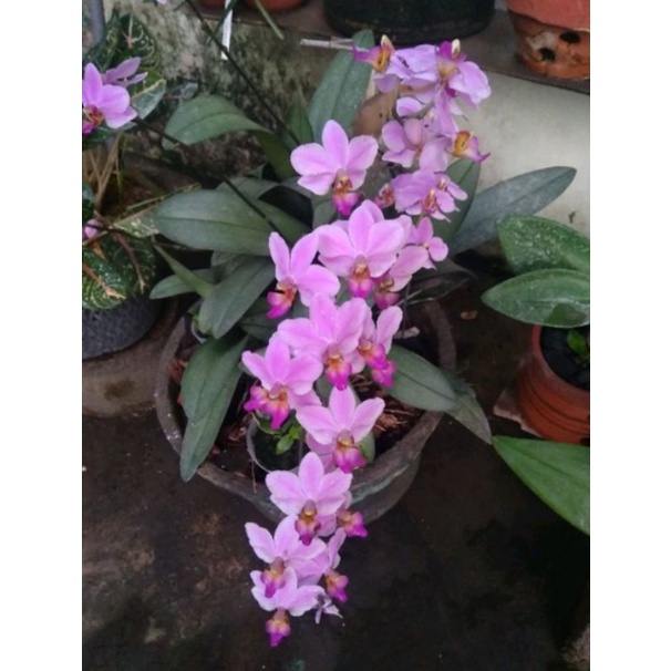 Anggrek bulan bunga ungu / bibit anggrek