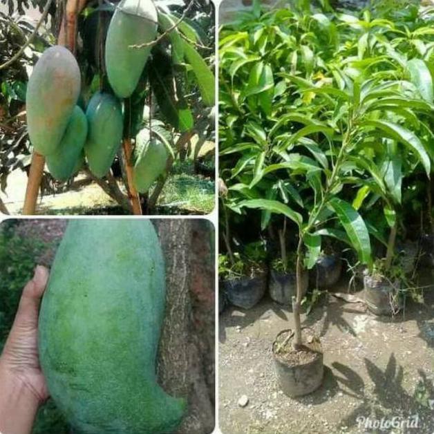 CLER BIBIT BUAH MANGGA MAHATIR