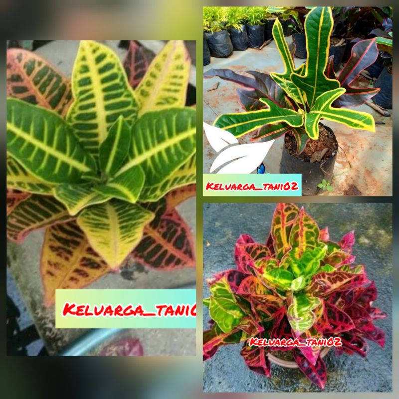 Paket Hemat 3 jenis Tanaman Puring