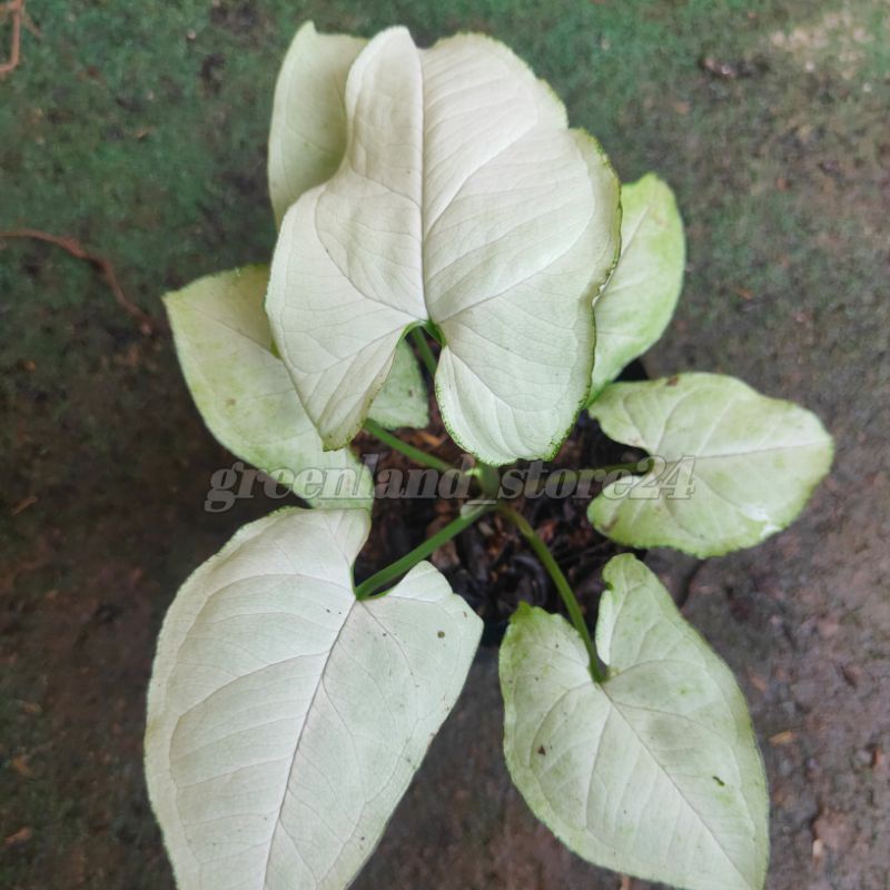 syngonium moonshine - syngonium tisu - syngonium - syngonium putih