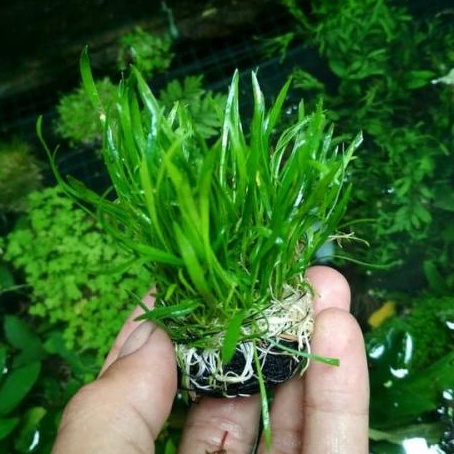 Wabikusa Evolution isi 30 pcs Bola Media Tanam Paludarium Aquascape Aquarium