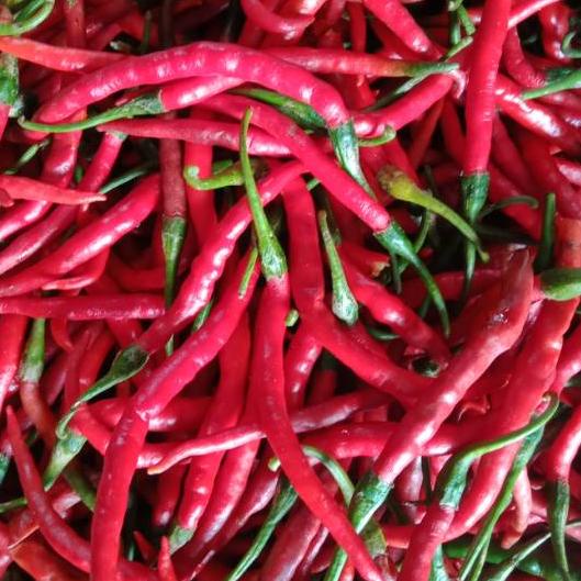 

♞ Cabe Merah Keriting 500gr ★