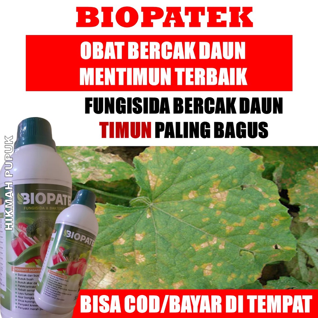 BIOPATEK PUPUK BERCAK DAUN PADA TANAMAN MENTIMUN , Pupuk untuk Daun Bercak Timun Paling Manjur, Obat