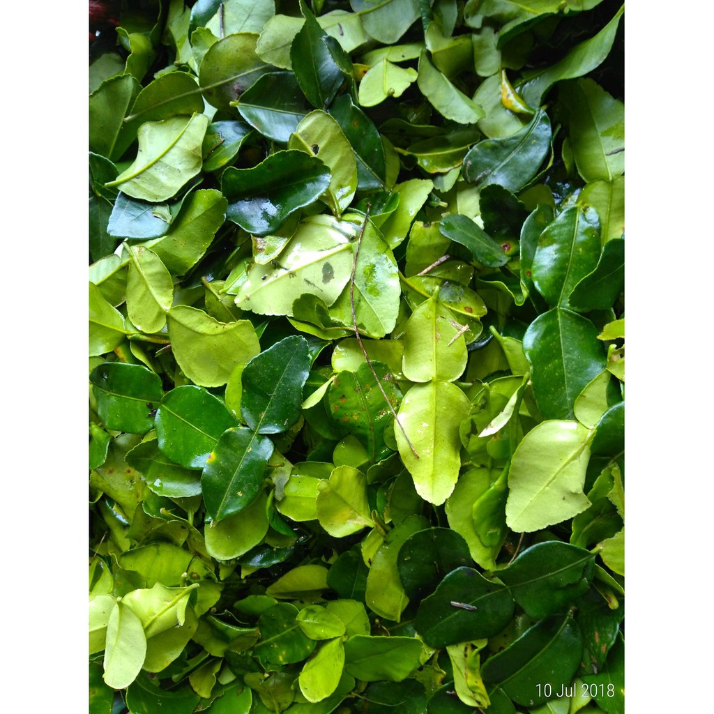 

Daun Jeruk SEGAR