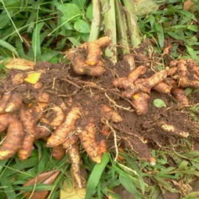 

Kunyit 1 kg