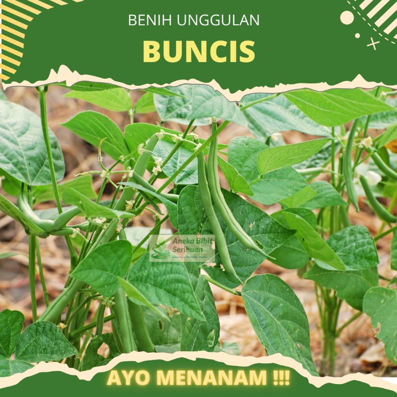 25 biji - Benih Buncis biji putih