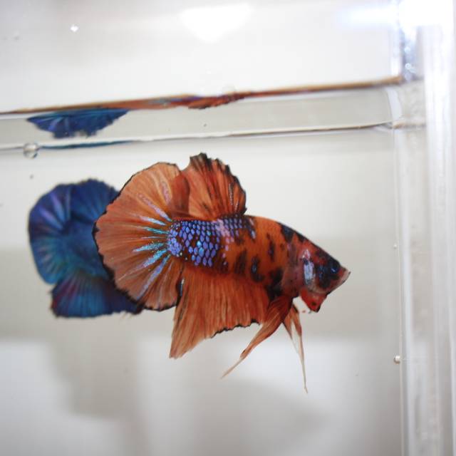 ikan hias ikan cupang hias ikan cupang multicolour wajib jne yes