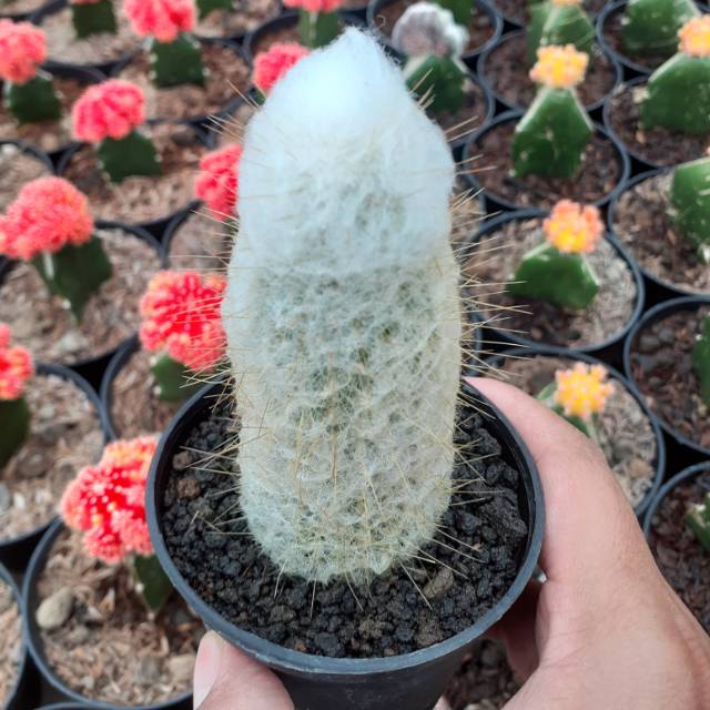 Kaktus ownroot old man 02