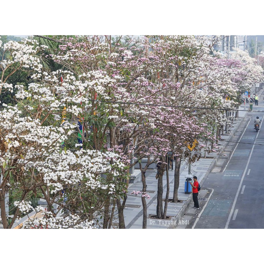 Bibit Pohon Tabebuya 3 Varian