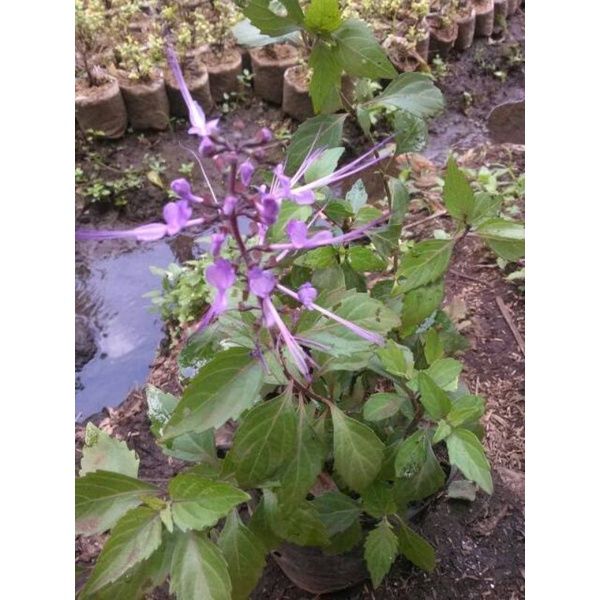 BIBIT TANAMAN KUMIS KUCING UNGU ATAU KUMIS KUCING WULUNG