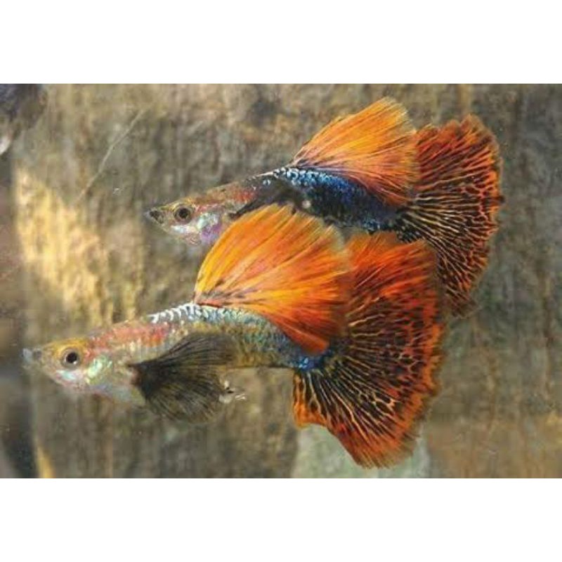 guppy red dragon jantan dan betina