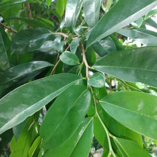 

Daun sirsak / daun sirsat segar