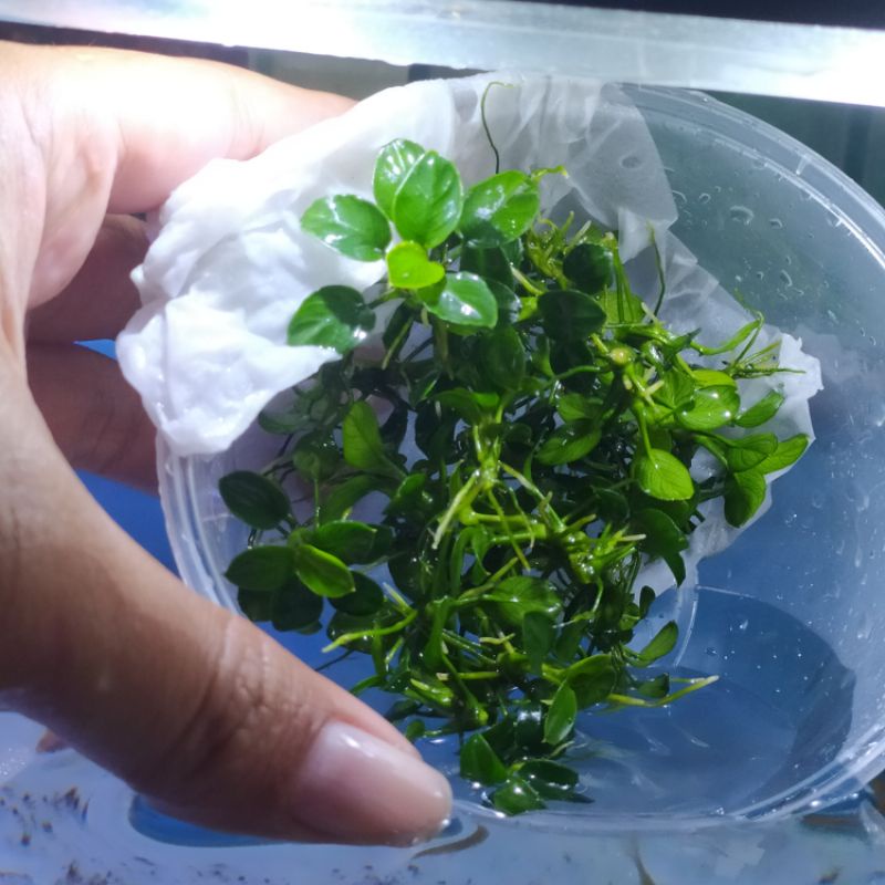 tanaman aquascape anubias petit hiasan aquarium aquascape