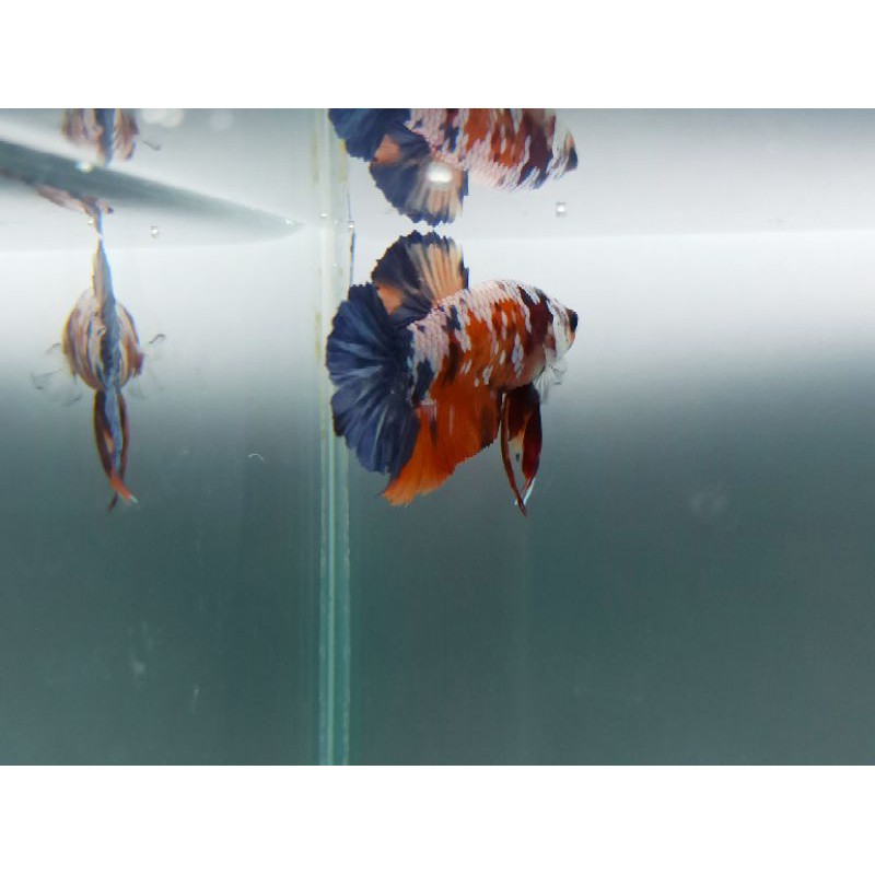 Ikan Cupang Galaxy Multicolor ( Realpict )