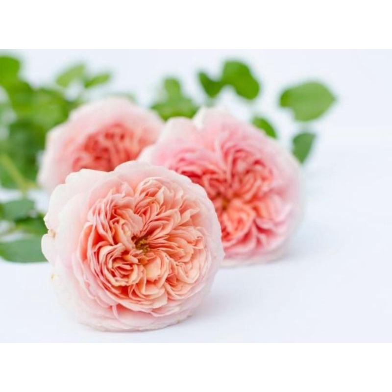 Tanaman hidup Bibit Bunga Mawar Import Abraham Darby - Wangi - Mawar Rambat-Mawar wangi