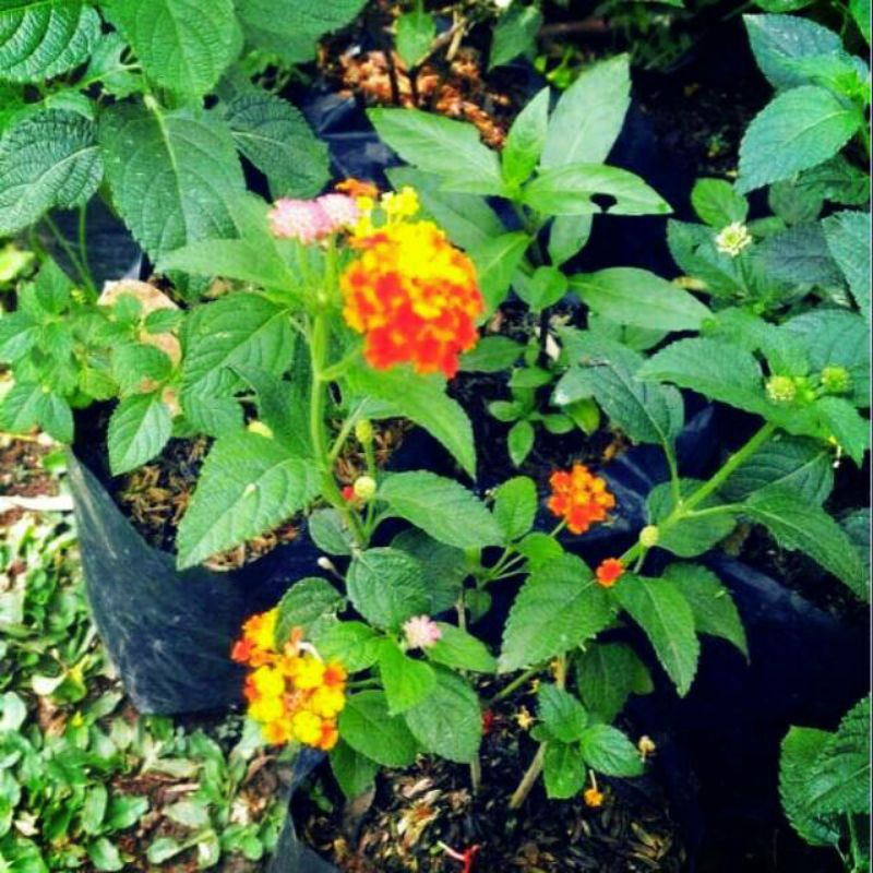 Tanaman hias bunga lantana-bibit bunga lantana-hiasan taman