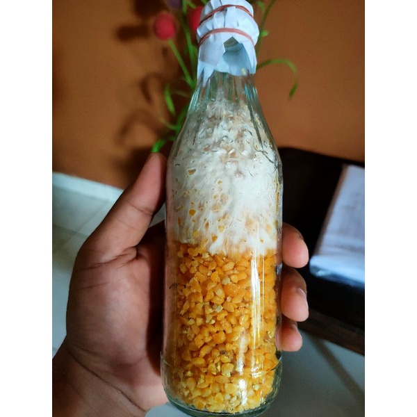 bibit f1 jamur tiram