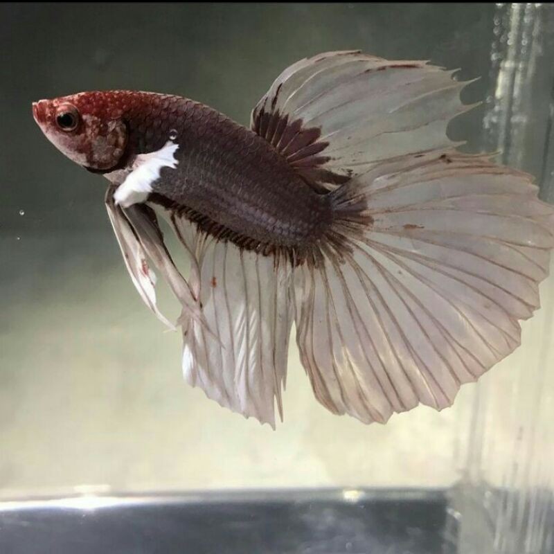 IKAN CUPANG GIANT HALFMOON SALAMANDER DUMBO EAR