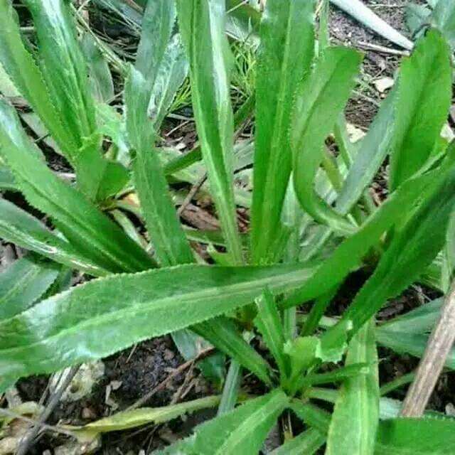 

Daun Walang Sangit atau Walang Cina 250gram
