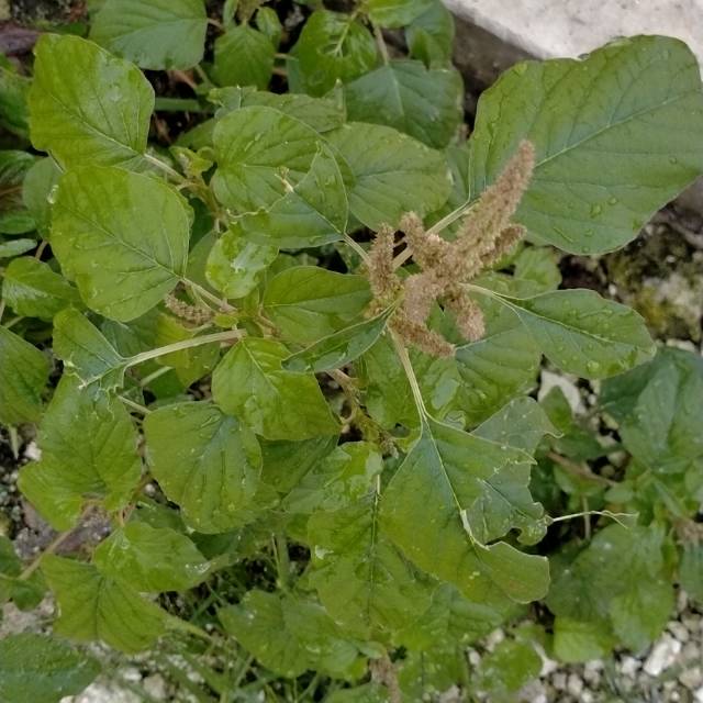 

Bayam duri segar herbal per 1 kg nunggu order baru petik