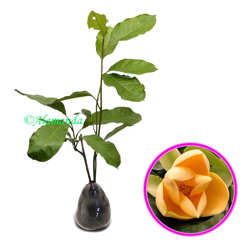 Tanaman Hias Cempaka Gondok Kuning