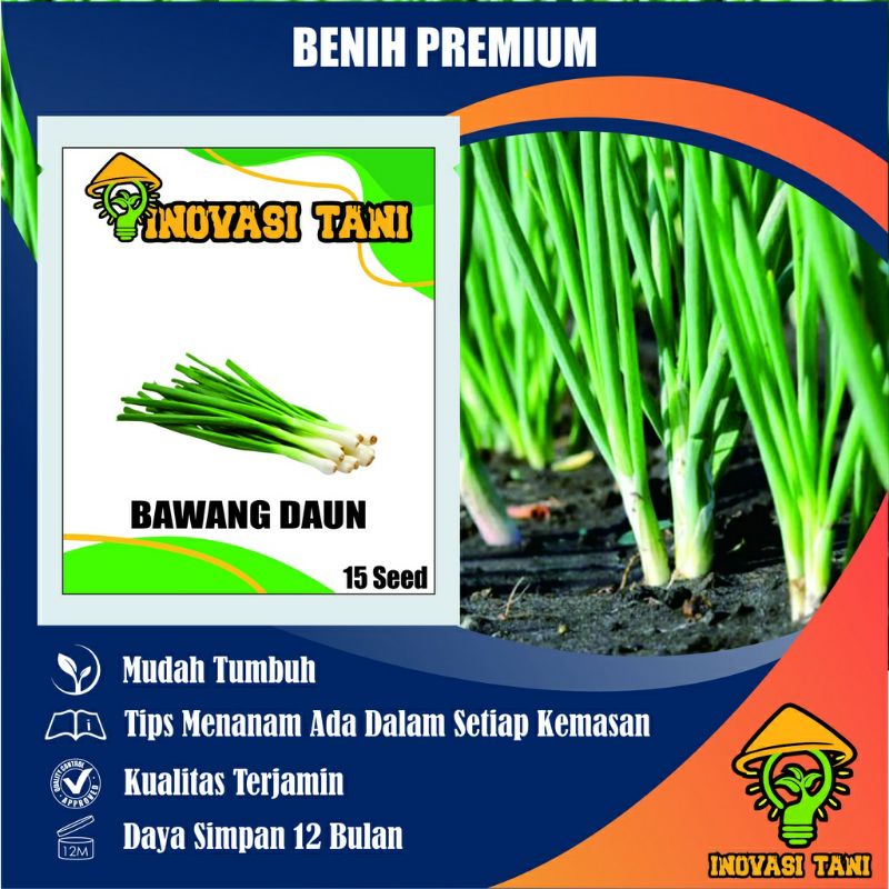 Jual BENIH BIBIT BIJI BAWANG DAUN / DAUN BAWANG UNGGUL SEED BENIH ...