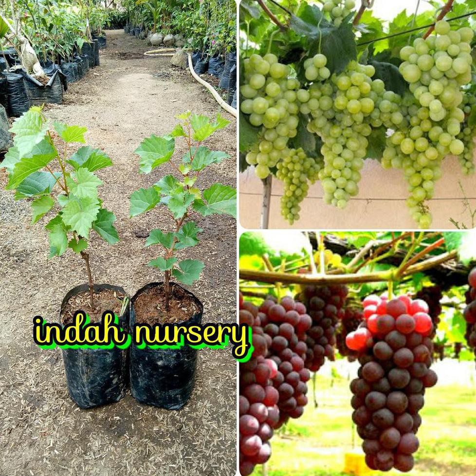 c@ri okulasi tanaman promo paket 2 jenis bibit buah anggur(anggur merah & anggur hijau) obr c4ps