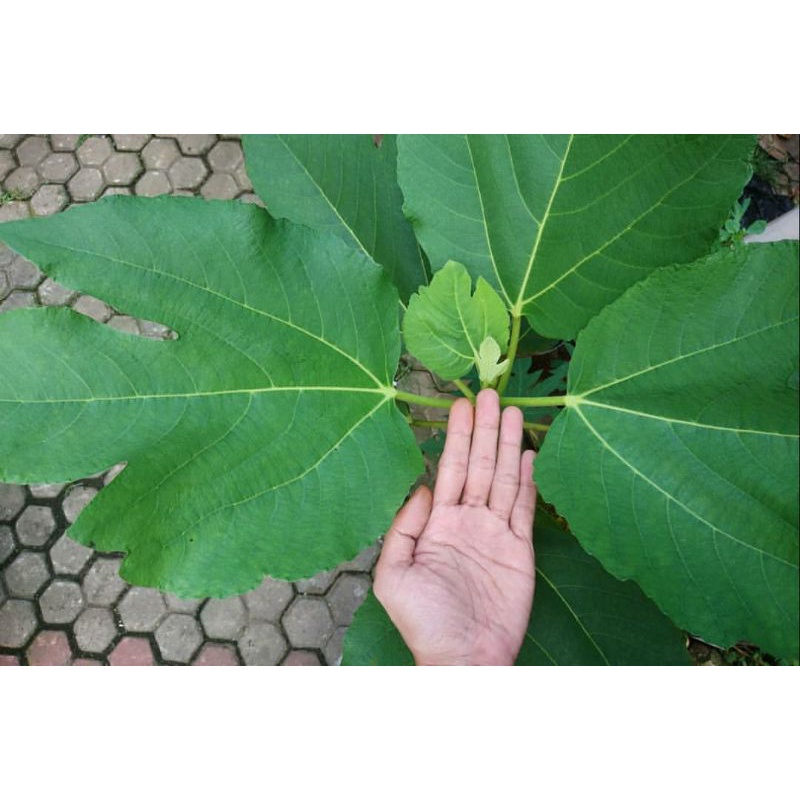 

Daun tin organik segar 100 gram