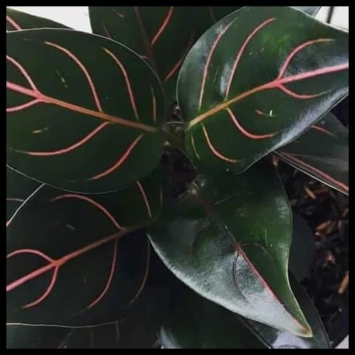 tanaman hias aglonema rotundum - aglaonema rotundum
