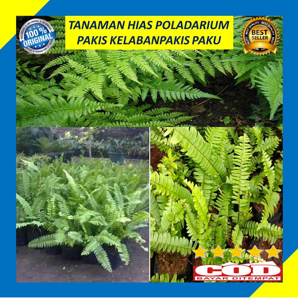 Tanaman Hias Paludarium Pakis Kelabang Bibit Pakis Paku