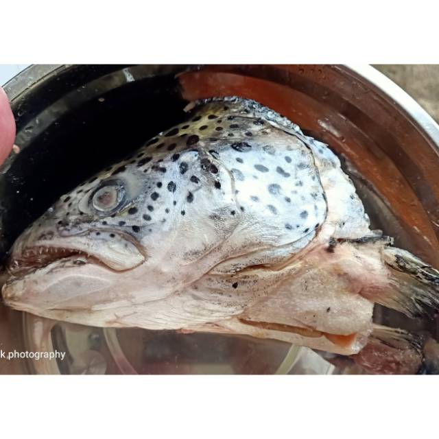 

Kepala salmon jumbo