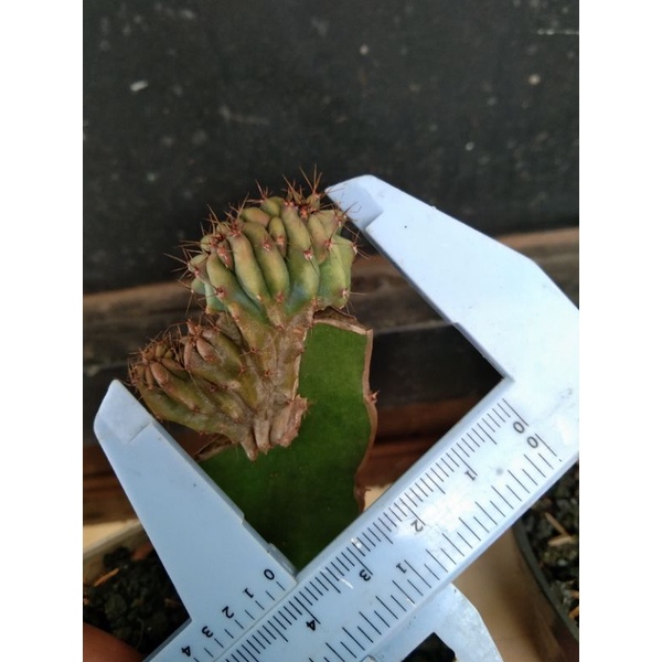 kaktus myrtillo cristata grafting naga D