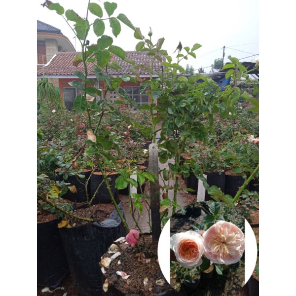 INDUKAN MAWAR IMPORT JULIET