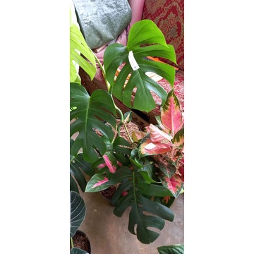 pket montera king dan kocin