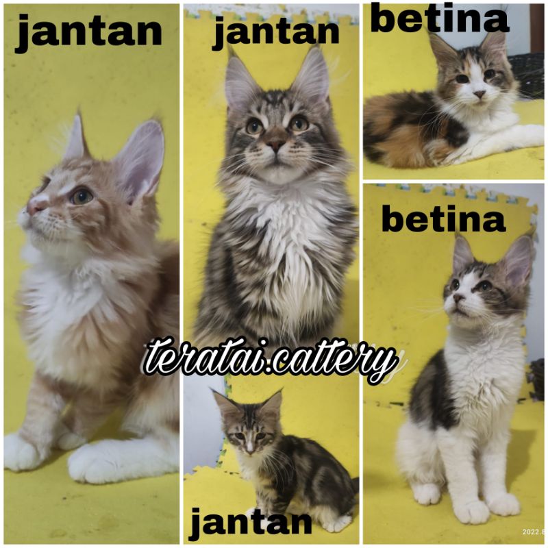 mainecoon ped/non ped