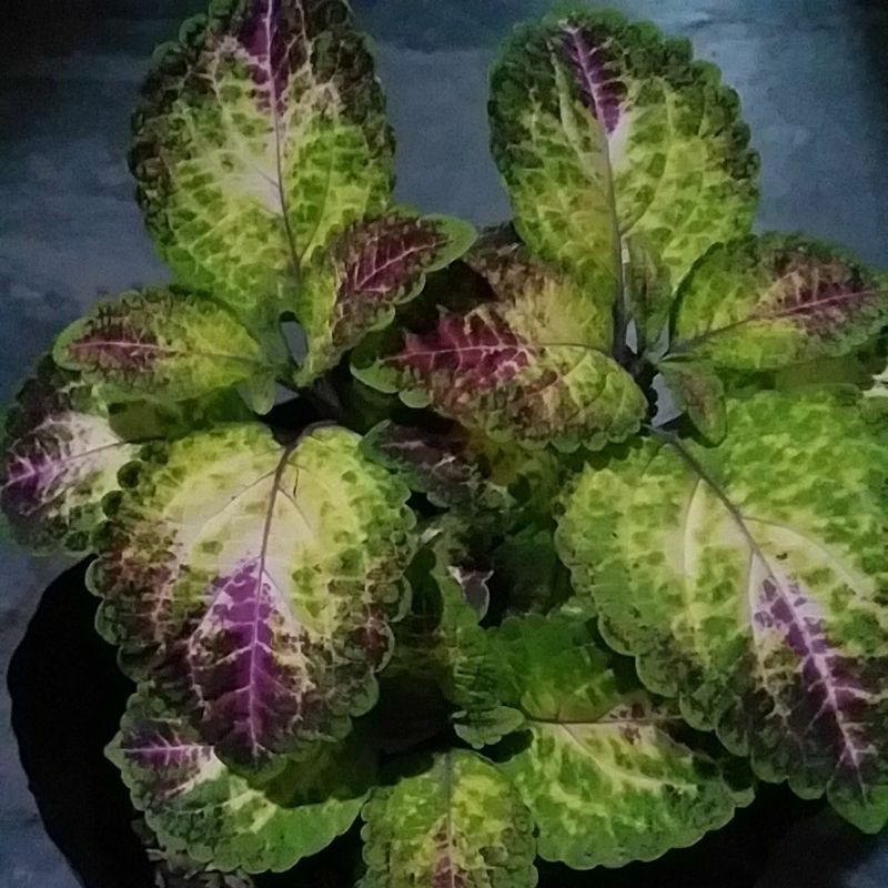 Tanaman miana coleus jawer kotok iler MURAH