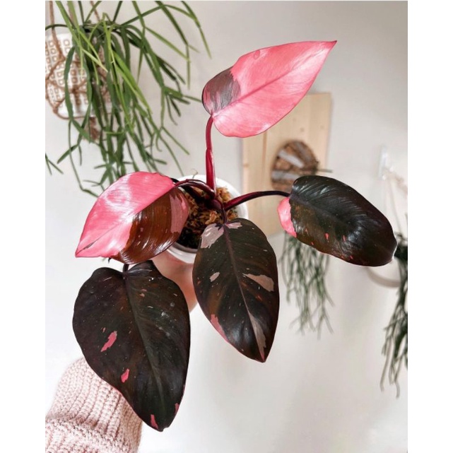 Philodendron Pink Congo Princess / Tanaman Hias Philodendron Pink Princes Congo Pink