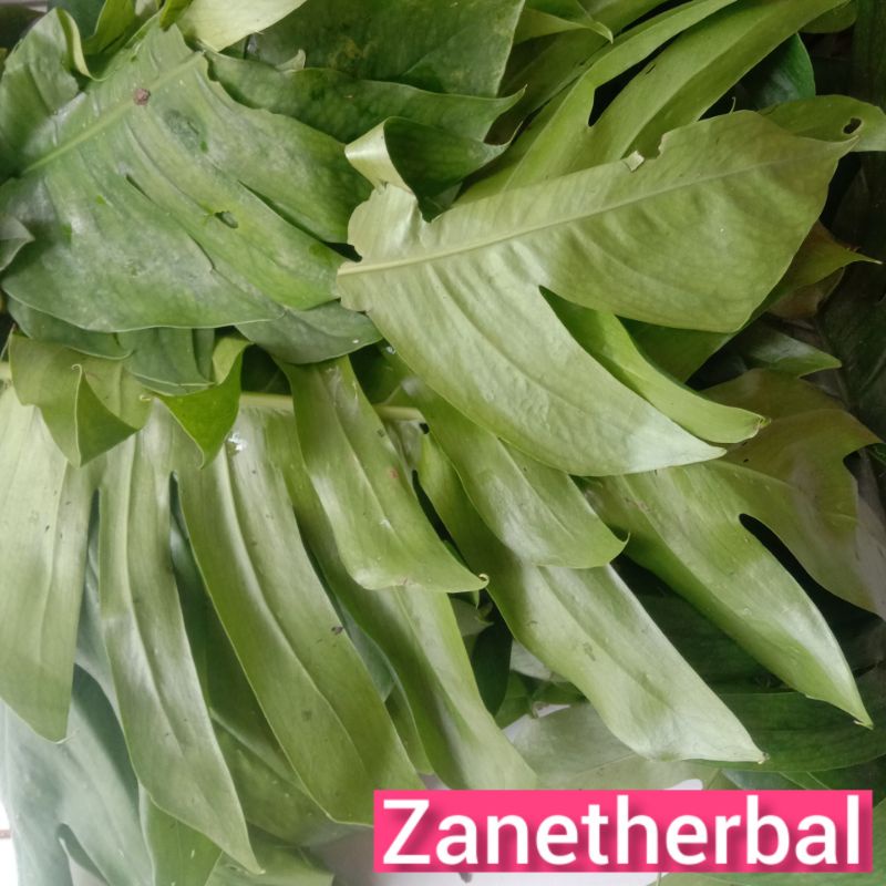 

Daun ekor naga segar per 250 gram-az
