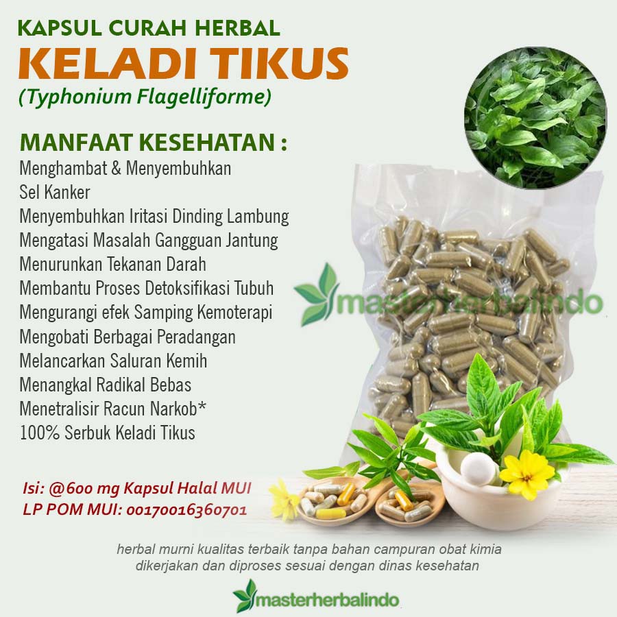 

Kapsul Curah Herbal KELADI TIKUS 200x600 mg Kanker Bisul Prostat Ambeien