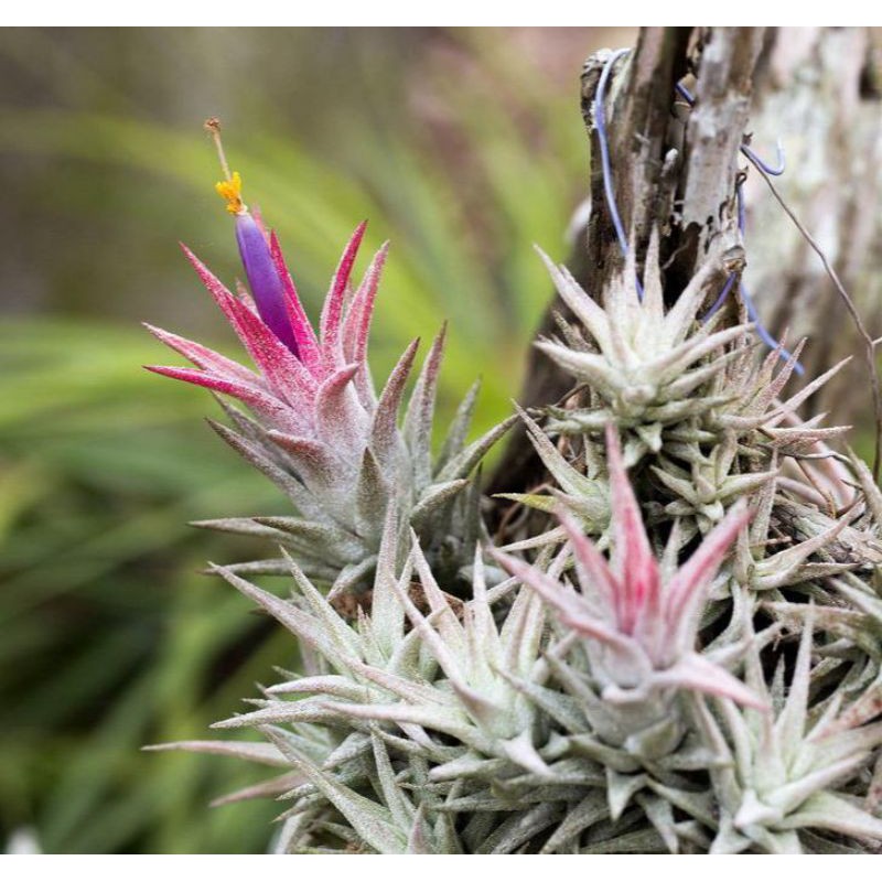 Tanaman Hias Tilandsia  Ionantha Vanhyningii Good Quality Airplant Tanaman Hias Indoor Unik Plant