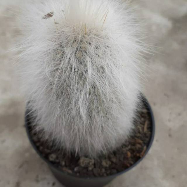 Kaktus old man ownroot