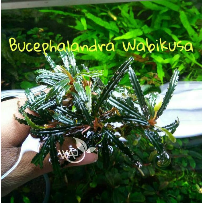 TerUpdate Bucephalandra Wabikusa Terbaru